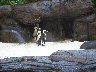 Did you know that most penguins live in warm climates?